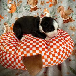Cocoa - Black & white female Australian Shepherd puppy in Brookfield Township, Ohio from AussieLand Shepherds