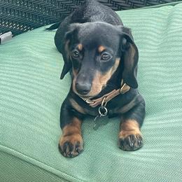 Dachshund puppies from Hamm Weenies  AKC (Dachshunds)