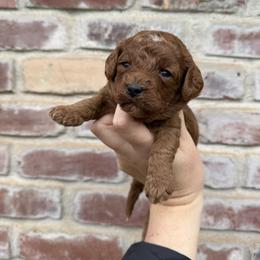Rocky (brown collar) - Red male Cavapoo puppy in Redding, California from Lipscomb Doodles