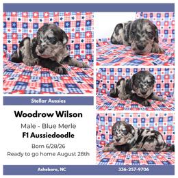 Woodrow Wilson - Blue merle male Aussiedoodle puppy in Asheboro, North Carolina from Stellar Aussies