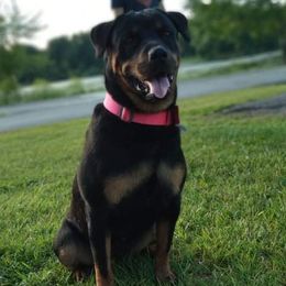 Jinx - Rottweiler