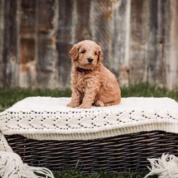 Goldendoodle Puppies from 307 Doodles