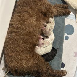 Girl 1 - female Cockapoo puppy in Crawford, Colorado from Saddle Mountain Doodles