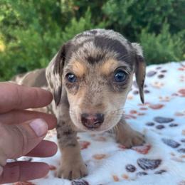 Girl 1 - Dapple female Dachshund puppy in Stilwell, Oklahoma from Double Down Doxies