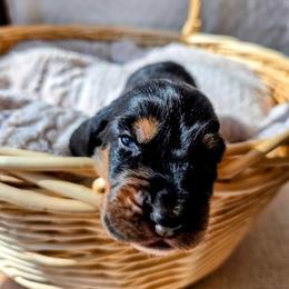 McKinley - Black brown and white male Basset Hound puppy in Big Rapids, Michigan from Basket Hound Bassets