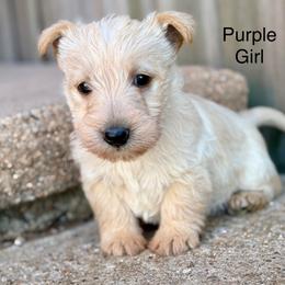 Glinda (purple) - Wheaten female Scottish Terrier puppy in Chattanooga, Oklahoma from Lottie Dottie Scottie’s and Papillons