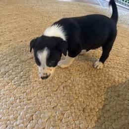 616 - Black and white female Border Collie puppy in Temecula, California from West Coast Border Collies