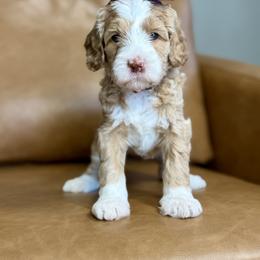 Australian Labradoodle, Bernedoodle, Double Doodle, Goldendoodle, and Labradoodle Puppies from Delta Doodless