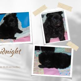 Pomeranian Puppies from Bat Cave Poms