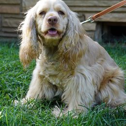 Jack - Cocker Spaniel