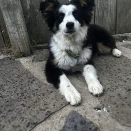 Billie - Miniature Australian Shepherd