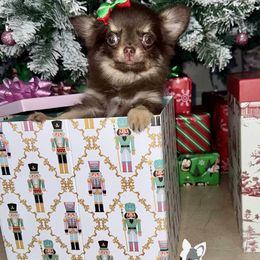 (Tiny) Holly 7,500 - Black and tan female Chihuahua puppy in Naples, Florida from Naples Tiny Dogs