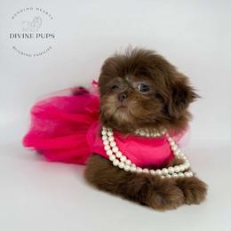 Ellie - Liver female Shih Tzu puppy in League City, Texas from Divine Pups