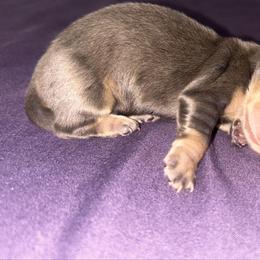 Black and Cream Dapple Female AKC - Dapple female Dachshund puppy in Lehigh Acres, Florida from Ruby Rose Dachshund Dynasty