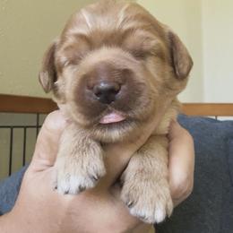Tee - Apricot female Australian Labradoodle puppy in Chuluota, Florida from Delano Australian Labradoodles