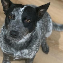 Poppy - Australian Cattle Dog