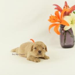 Baron (Orange Collar Male) - Apricot male Cavapoo puppy in Republic, Missouri from Red Skye Puppies