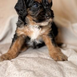 Cockapoo and Goldendoodle Puppies from Jax Doodles