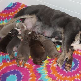 Boxer, English Bulldog, and French Bulldog Puppies from Hillview Kennels