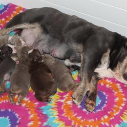 Boxer, English Bulldog, and French Bulldog Puppies from Hillview Kennels