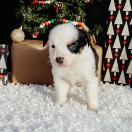 Tri 1 - Black tri male Miniature Australian Shepherd puppy in Perry, Arkansas from Jones ASDR Registered Toy / Mini Aussies