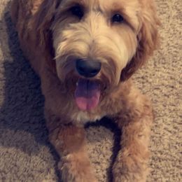Maggie - Goldendoodle