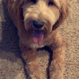 Maggie - Goldendoodle