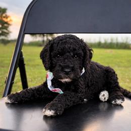 Indigo - Black male Goldendoodle puppy in Camden, North Carolina from Oopsie Doodles of NC