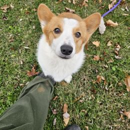 Terry - Red and white female American Corgi puppy in Mansfield, Ohio from Moonrise corgis