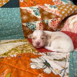 Boy 4 - Red sable male Havanese puppy in Reese, Michigan from Windy Hill Havanese