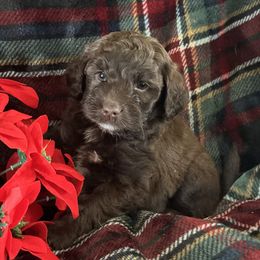 Rhythm - Chocolate male Goldendoodle puppy in Waynesboro, Virginia from Forest Creek Kennel