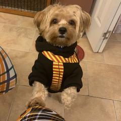 Shorkie Puppies from Shorkies R Us Breeding