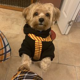 Shorkie Puppies from Shorkies R Us Breeding