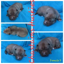 Mocha Female 3 - Red and white female Siberian Husky puppy in Hiawassee, Georgia from Chastains Huskies
