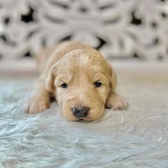 Breckenridge - Cream Assorted Doodle Crosses puppy in Chattanooga, Tennessee from Remedy Ridge Aussiedoodles