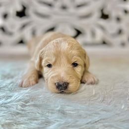 Breckenridge - Cream Assorted Doodle Crosses puppy in Chattanooga, Tennessee from Remedy Ridge Aussiedoodles