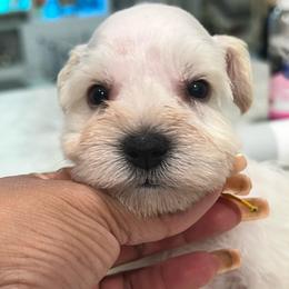 Boy-Yellow - White male Miniature Schnauzer puppy in Lehigh Acres, Florida from Regency Schnauzer