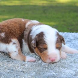 Kai - Red merle male Toy Australian Shepherd puppy in Bauxite, Arkansas from J and B Mini Aussies