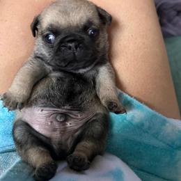 Gilbert - Fawn male Pug puppy in Saint Pauls, North Carolina from Copperfield’s Goldens