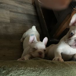 French Bulldog Puppies from De Lux Frenchies