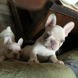 French Bulldog Puppies from De Lux Frenchies