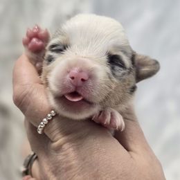 Luigi - Blue merle and white male American Corgi puppy in Lithia, Florida from Diamondcrest Inc