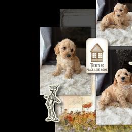 Yorkipoos from Emerald City Poodles