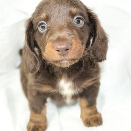 Dachshund Puppies from Mulberry Dachshunds