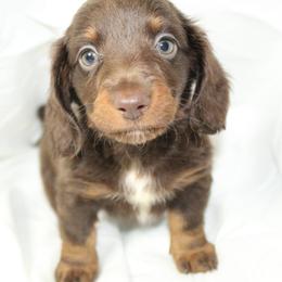 Dachshund Puppies from Mulberry Dachshunds