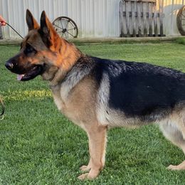 German Shepherds from Vom Treuen Hund GSD