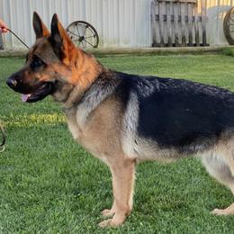 German Shepherds from Vom Treuen Hund GSD