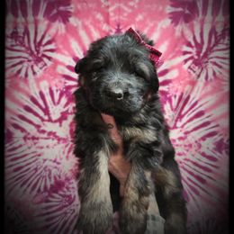 Stef - Black and tan female German Shepherd puppy in Fort Jennings, Ohio from Von Holtzapple German shepherds