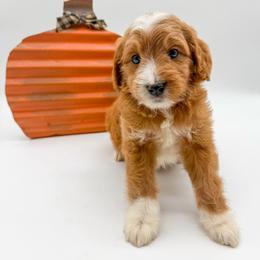 Reese - Red  male Goldendoodle puppy in Sunman, Indiana from Brunsman Country Doodles LLC