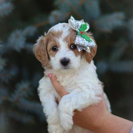 Goldendoodle Puppies from Sac River GoldenDoodles LLC